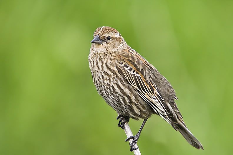 IMAGE: http://i161.photobucket.com/albums/t207/guitarman3_2007/5087-Costco4x6.jpg