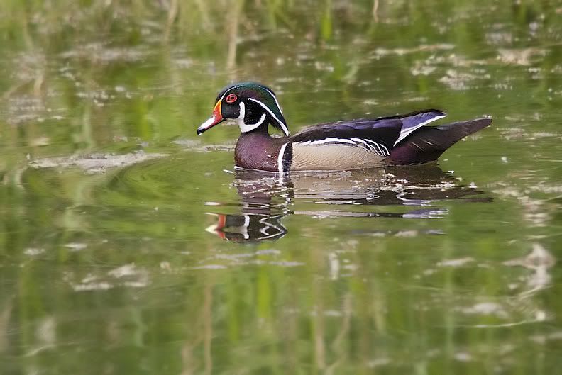 IMAGE: http://i161.photobucket.com/albums/t207/guitarman3_2007/5104-Costco4x6.jpg