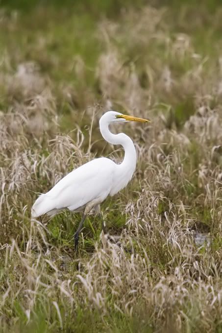 IMAGE: http://i161.photobucket.com/albums/t207/guitarman3_2007/5131-Costco4x6.jpg