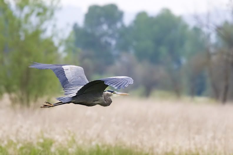 IMAGE: http://i161.photobucket.com/albums/t207/guitarman3_2007/5142-Costco4x6.jpg