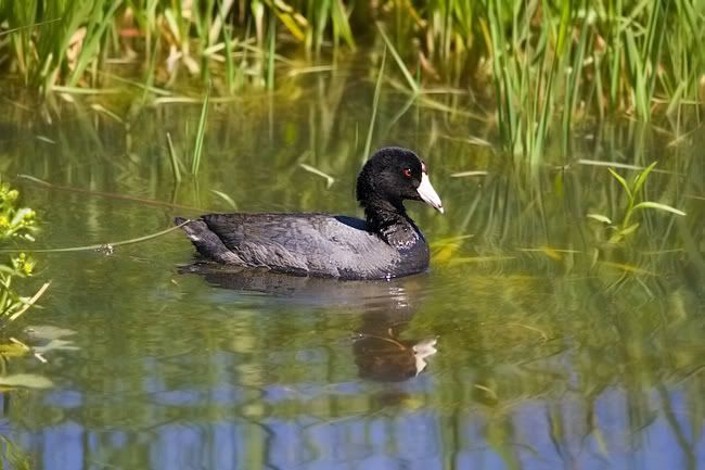 IMAGE: http://i161.photobucket.com/albums/t207/guitarman3_2007/5270-Costco4x6cootweb.jpg