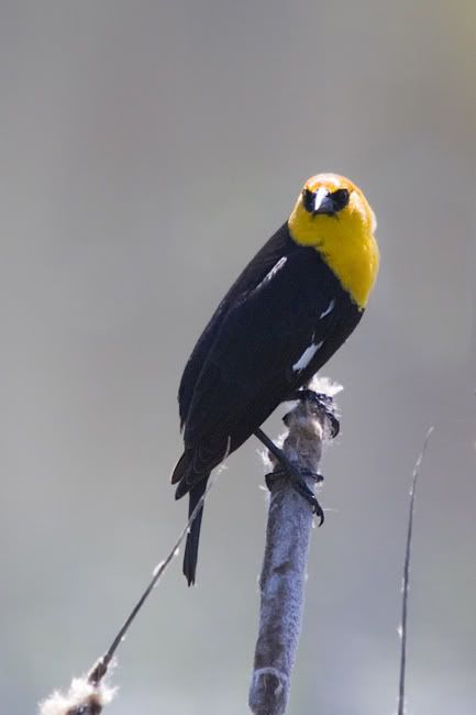 IMAGE: http://i161.photobucket.com/albums/t207/guitarman3_2007/5291-Costco4x6.jpg