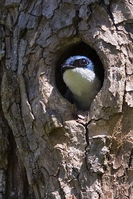 IMAGE: http://i161.photobucket.com/albums/t207/guitarman3_2007/5327-Costco4x6web.jpg