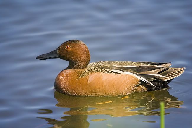 IMAGE: http://i161.photobucket.com/albums/t207/guitarman3_2007/5347-Costco4x6ciinamonweb.jpg