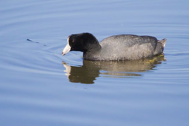 IMAGE: http://i161.photobucket.com/albums/t207/guitarman3_2007/5351-Costco4x6webcoot.jpg