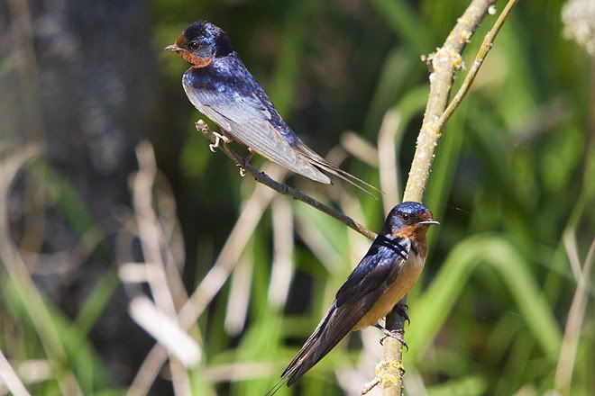 IMAGE: http://i161.photobucket.com/albums/t207/guitarman3_2007/5397-Costco4x6web.jpg