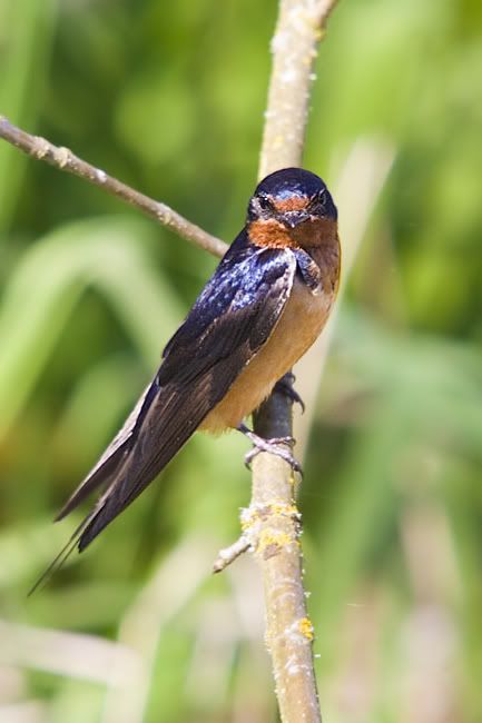 IMAGE: http://i161.photobucket.com/albums/t207/guitarman3_2007/5406-Costco4x6web.jpg