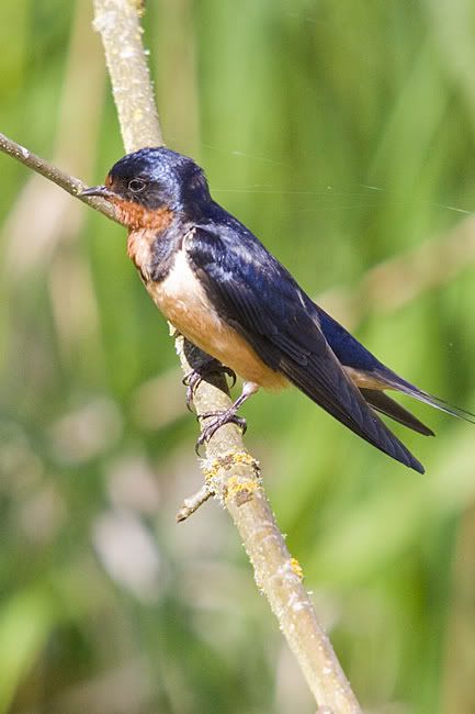 IMAGE: http://i161.photobucket.com/albums/t207/guitarman3_2007/5414-Costco4x6web.jpg