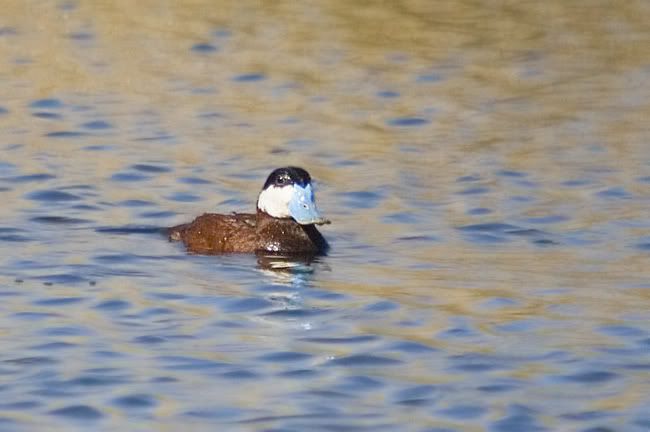 IMAGE: http://i161.photobucket.com/albums/t207/guitarman3_2007/5438-Costco4x6ruddyweb.jpg