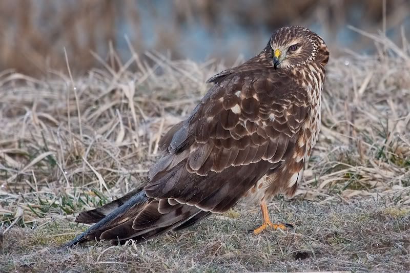 IMAGE: http://i161.photobucket.com/albums/t207/guitarman3_2007/9feb2009/_MG_5464modinPS.jpg