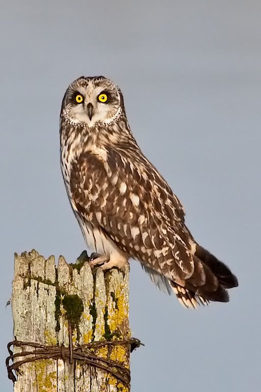 IMAGE: http://i161.photobucket.com/albums/t207/guitarman3_2007/9feb2009/_MG_5497modinPS.jpg