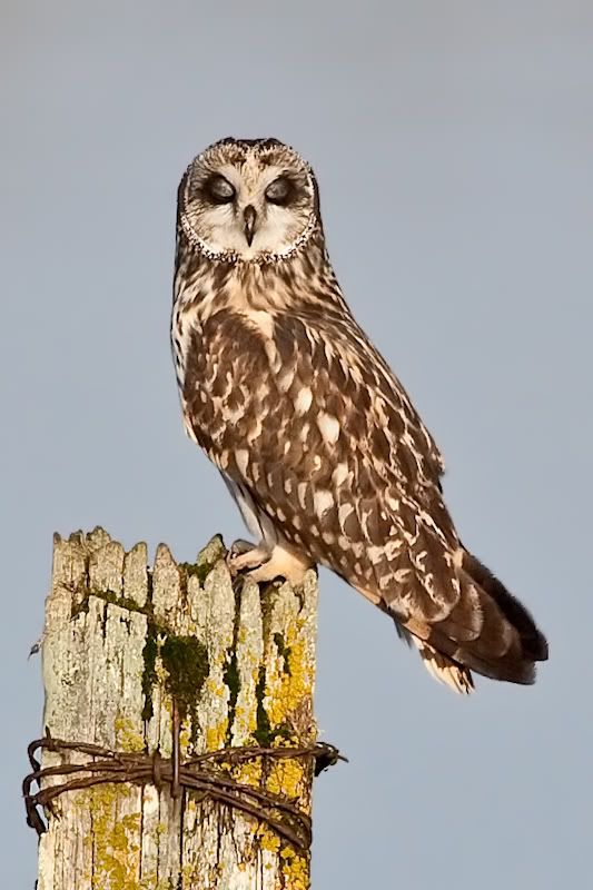 IMAGE: http://i161.photobucket.com/albums/t207/guitarman3_2007/9feb2009/_MG_5511modinPS.jpg