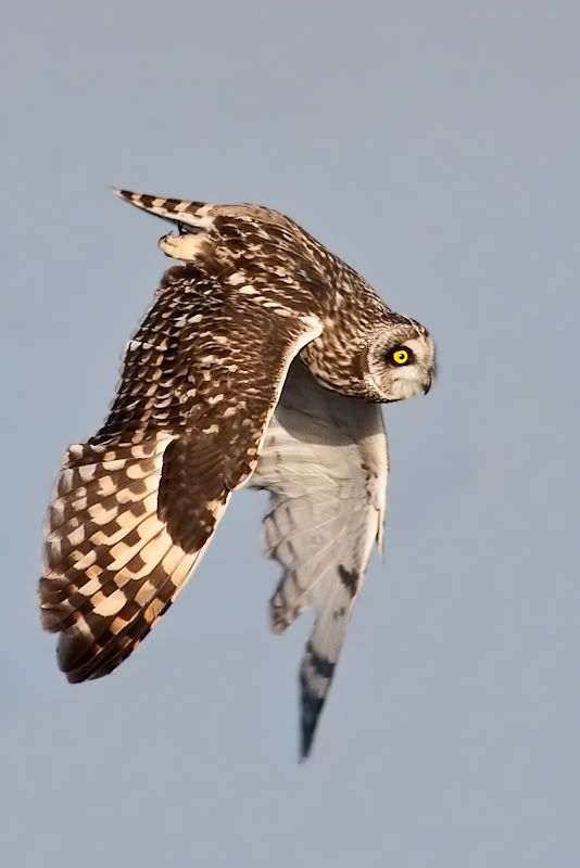 IMAGE: http://i161.photobucket.com/albums/t207/guitarman3_2007/9feb2009/_MG_5513modinPS.jpg