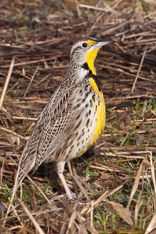 IMAGE: http://i161.photobucket.com/albums/t207/guitarman3_2007/9feb2009/_MG_5579modinPS.jpg