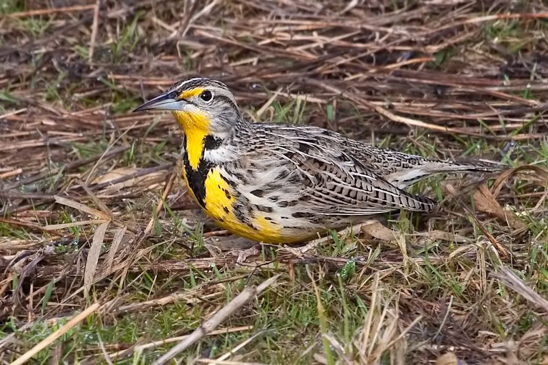 IMAGE: http://i161.photobucket.com/albums/t207/guitarman3_2007/9feb2009/_MG_5601modinPS.jpg