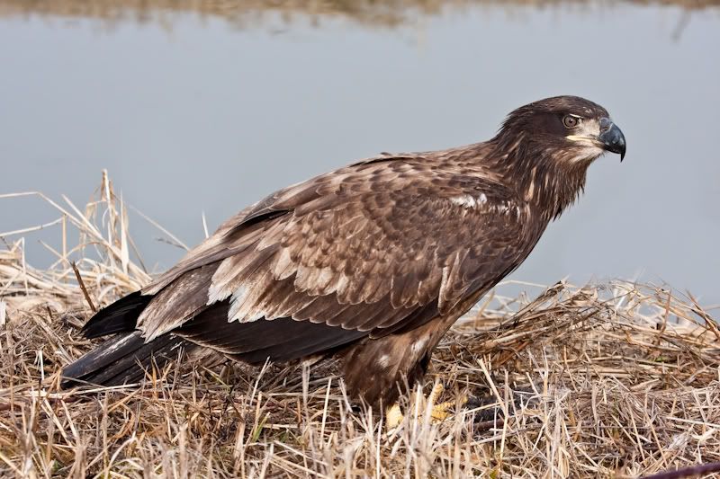 IMAGE: http://i161.photobucket.com/albums/t207/guitarman3_2007/9feb2009/_MG_5663modinPS.jpg