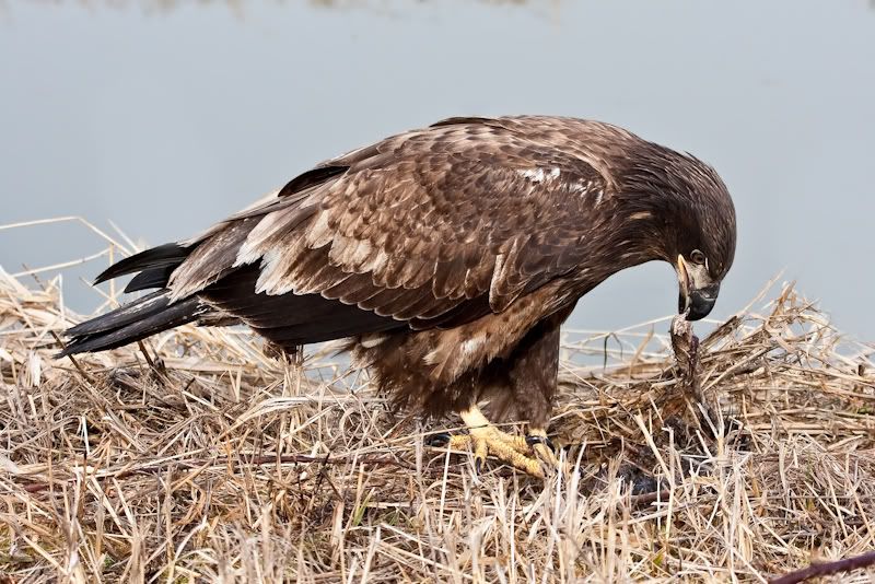 IMAGE: http://i161.photobucket.com/albums/t207/guitarman3_2007/9feb2009/_MG_5667modinPS.jpg