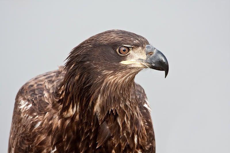 IMAGE: http://i161.photobucket.com/albums/t207/guitarman3_2007/9feb2009/_MG_5673modinPS.jpg