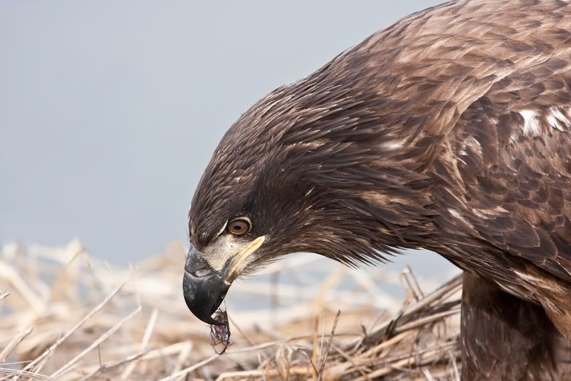 IMAGE: http://i161.photobucket.com/albums/t207/guitarman3_2007/9feb2009/_MG_5686modinPS.jpg