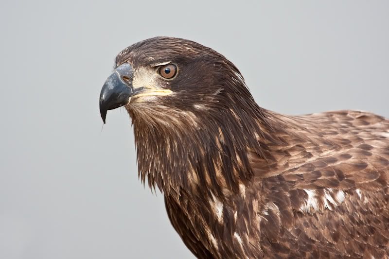 IMAGE: http://i161.photobucket.com/albums/t207/guitarman3_2007/9feb2009/_MG_5690modinPS.jpg