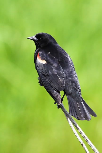 IMAGE: http://i161.photobucket.com/albums/t207/guitarman3_2007/_MG_5597-01rwbbweb.jpg