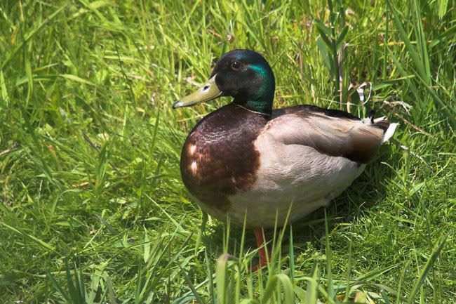 IMAGE: http://i161.photobucket.com/albums/t207/guitarman3_2007/_MG_5600-01mallardweb.jpg