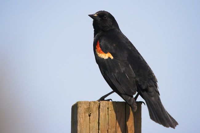 IMAGE: http://i161.photobucket.com/albums/t207/guitarman3_2007/_MG_5614-01rwbbweb.jpg