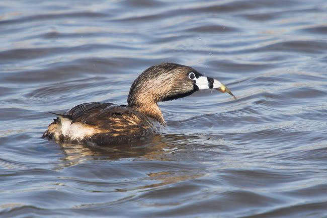 IMAGE: http://i161.photobucket.com/albums/t207/guitarman3_2007/_MG_5624-01grebeweb.jpg