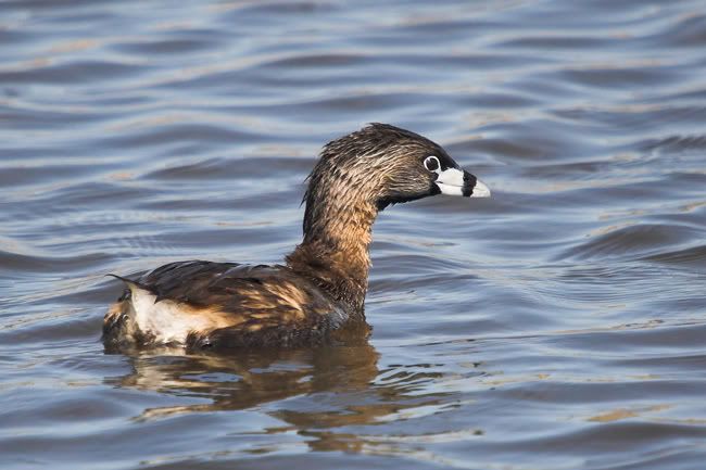 IMAGE: http://i161.photobucket.com/albums/t207/guitarman3_2007/_MG_5627-01grebeweb.jpg