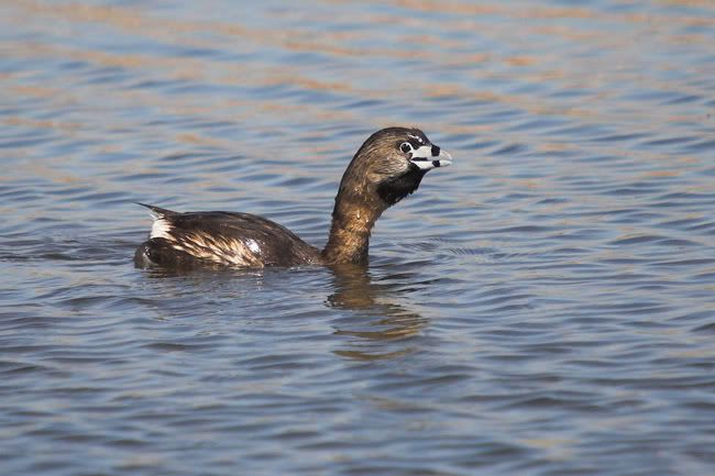 IMAGE: http://i161.photobucket.com/albums/t207/guitarman3_2007/_MG_5630-01grebeweb.jpg