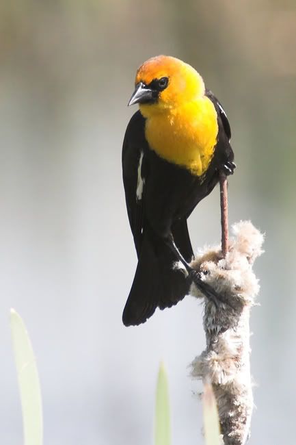 IMAGE: http://i161.photobucket.com/albums/t207/guitarman3_2007/_MG_5642-01yhbweb.jpg