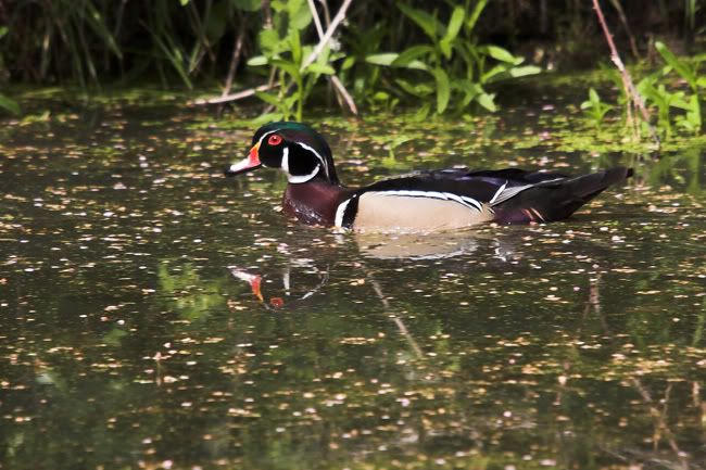 IMAGE: http://i161.photobucket.com/albums/t207/guitarman3_2007/_MG_5684-01woodweb.jpg