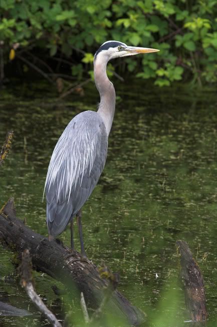 IMAGE: http://i161.photobucket.com/albums/t207/guitarman3_2007/_MG_5841-01gbhweb.jpg