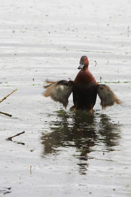 IMAGE: http://i161.photobucket.com/albums/t207/guitarman3_2007/_MG_5887-01cinntealweb.jpg