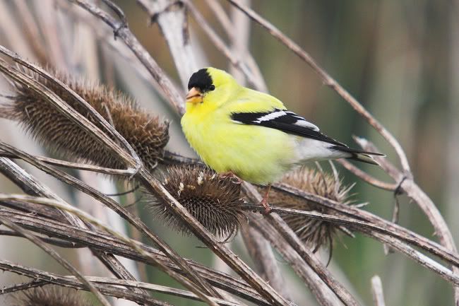 IMAGE: http://i161.photobucket.com/albums/t207/guitarman3_2007/_MG_5955-01yellowweb.jpg