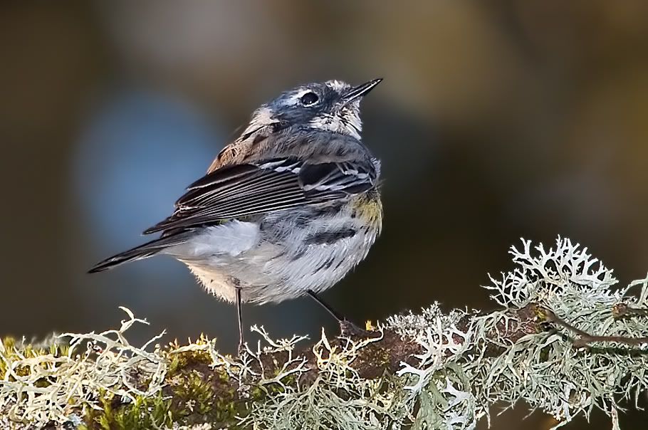 IMAGE: http://i161.photobucket.com/albums/t207/guitarman3_2007/springtime/_MG_8206modinPSsrgb.jpg