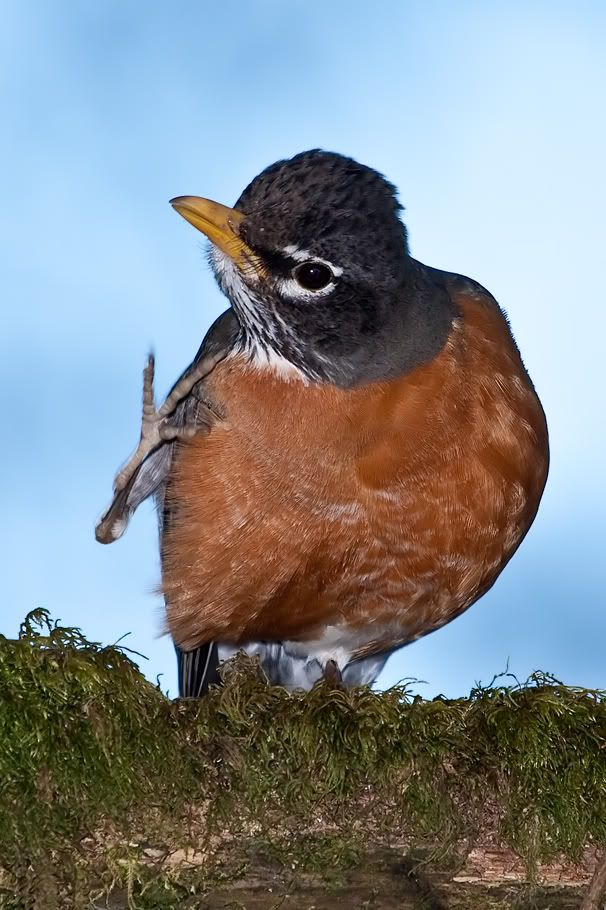 IMAGE: http://i161.photobucket.com/albums/t207/guitarman3_2007/springtime/_MG_8247modinPSsrgb.jpg