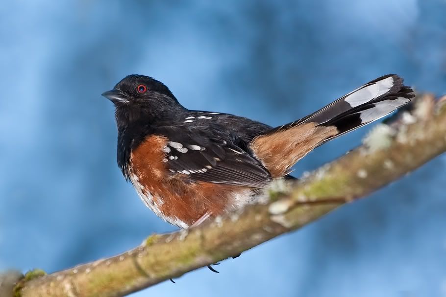 IMAGE: http://i161.photobucket.com/albums/t207/guitarman3_2007/springtime/_MG_8260modinPSsrgb.jpg