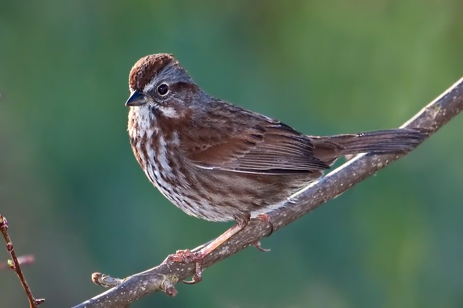 IMAGE: http://i161.photobucket.com/albums/t207/guitarman3_2007/springtime/_MG_8270modinPSsrgb.jpg