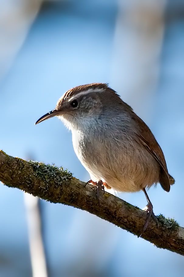 IMAGE: http://i161.photobucket.com/albums/t207/guitarman3_2007/springtime/_MG_8369srgbmodinPS.jpg