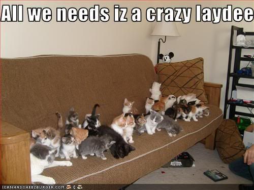 funny-pictures-tons-of-cats-wait-1.jpg