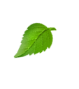  photo decorator-leaf-right_2.png