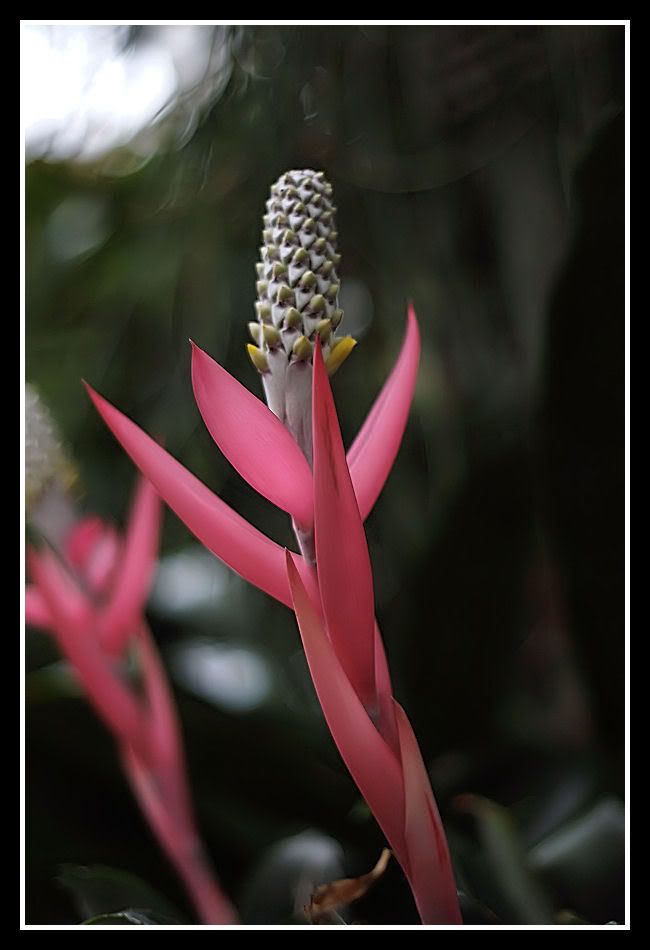 IMAGE: http://i161.photobucket.com/albums/t210/Billphotos_2007/Billphotos_2008/pink2.jpg