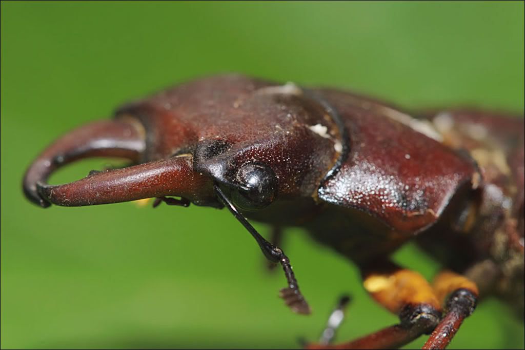 IMAGE: http://i161.photobucket.com/albums/t210/Billphotos_2007/church%20pics/sam%20shots/IMG_0022deadbeetlesampractice.jpg