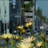 th_cityflower.gif