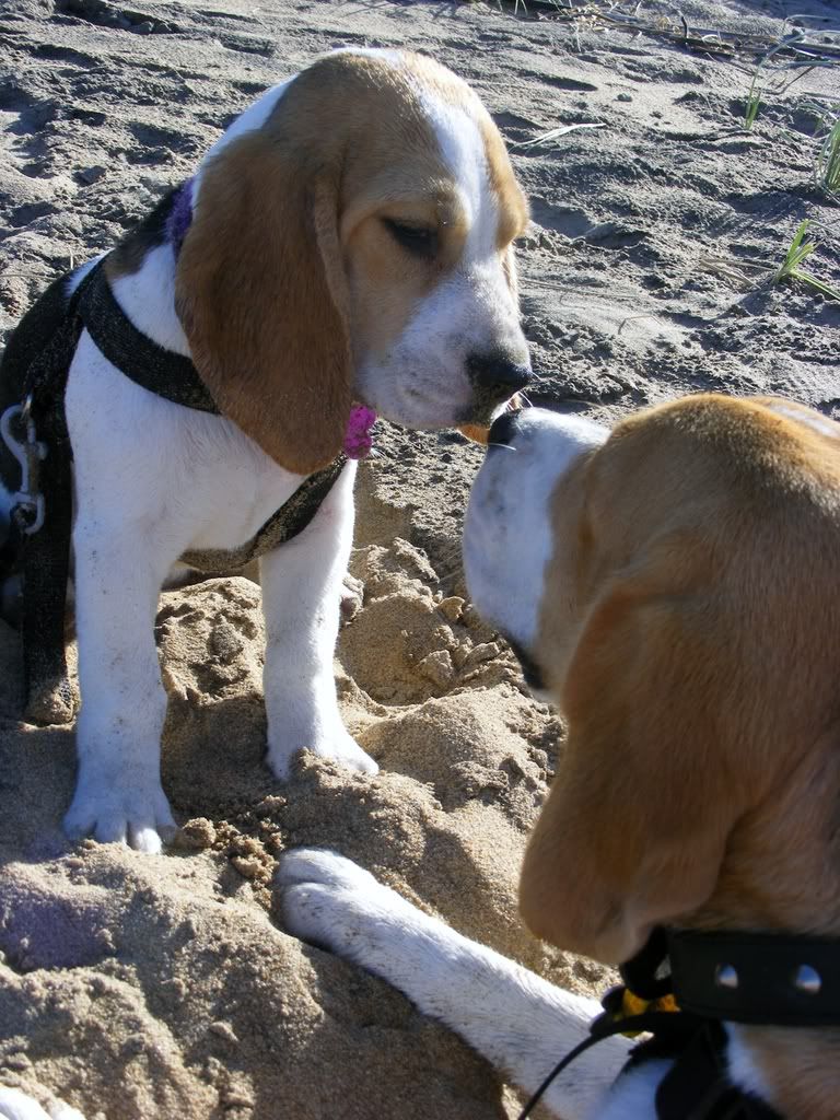 JettandDayz1.jpg Dayz and Jett at Agnes Waters Beach image by LaurenMarieRhodes