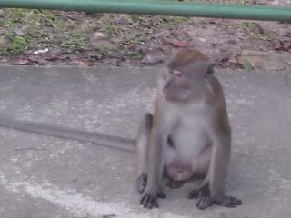 monkey at bus stop