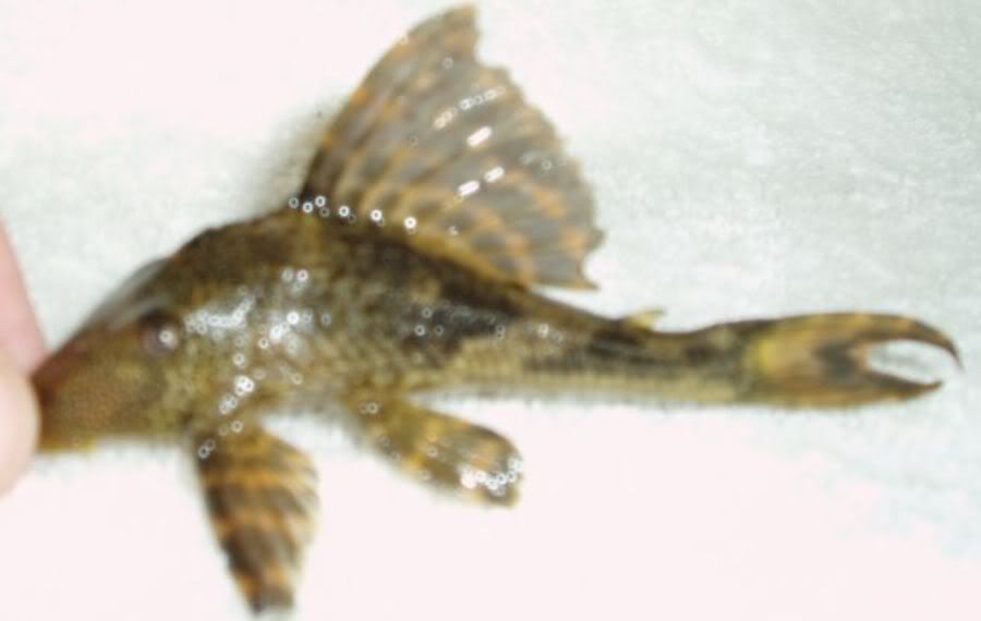 L037 Pleco