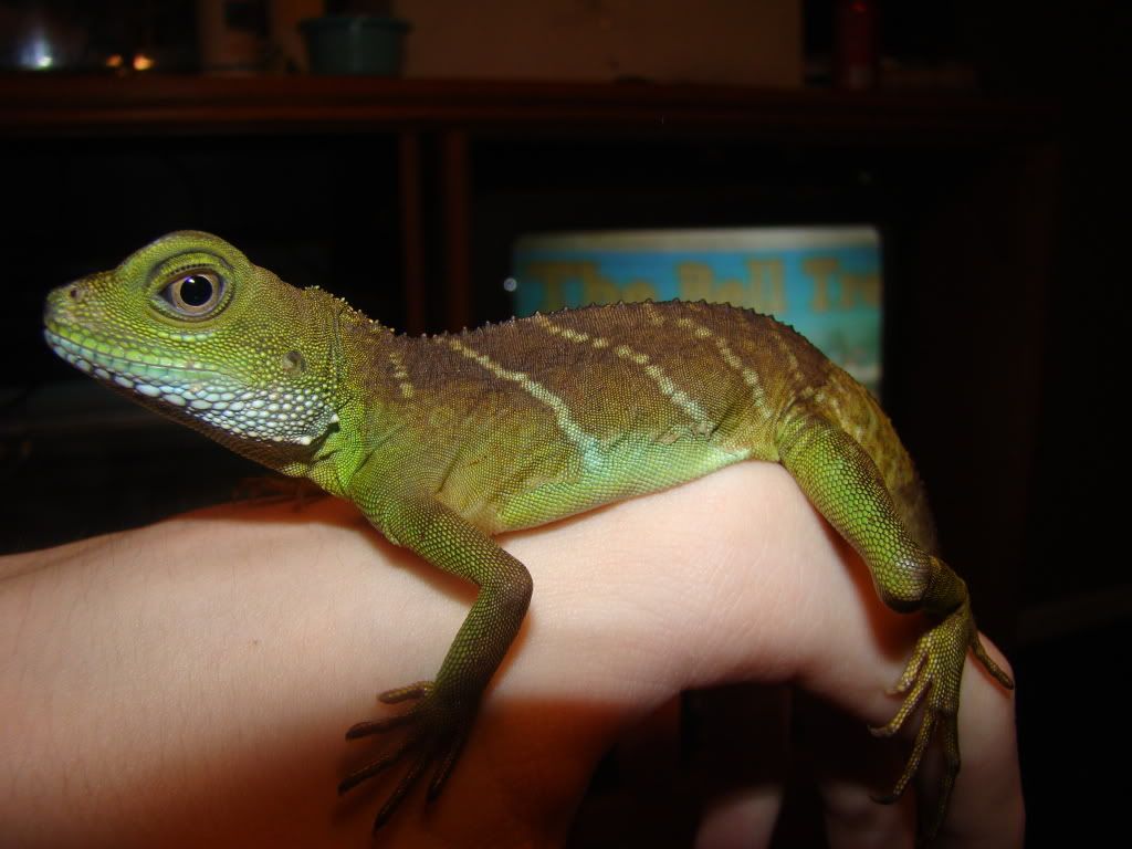 lizard001.jpg
