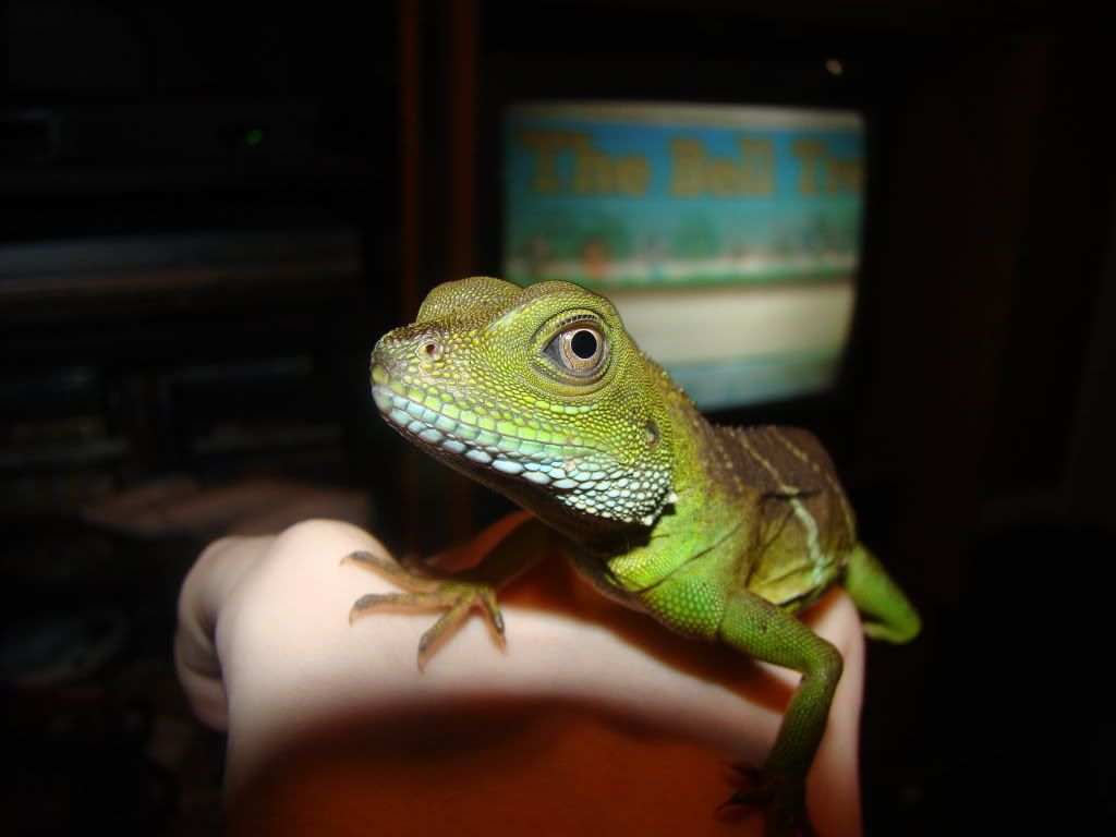 lizard002.jpg